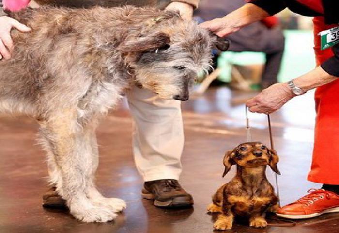 Lomba Kecantikan Anjing Di Inggris